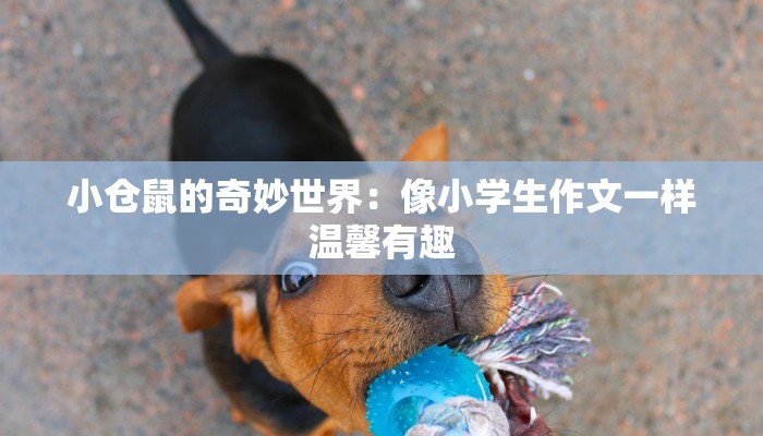 小仓鼠的奇妙世界：像小学生作文一样温馨有趣